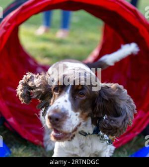 London, Großbritannien. September 2023. Westminster Dog of the Year 2023 Suzanne Webb, MP-Besitzerin von Sidney Pickles, ist ein Cocker-Spaniel und er ist ein bisschen frech und anfällig für ein bisschen Heulen und hat eine große Persönlichkeit und eine spielerische Zeit Credit: Richard Lincoln/Alamy Live News Stockfoto