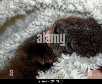 Eurasischer Otter (Lutra lutra) 8 Wochen altes Junges ruht, gähnt. Stockfoto