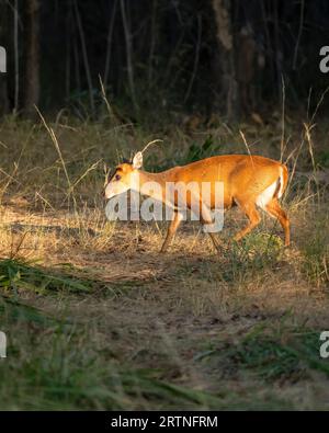 Seitenprofil von bellenden Hirschen muntjac oder indischen muntjac oder roten muntjac oder Muntiacus muntjak ein Geweih in der Wintersaison Abendlicht auf Gesicht und Körper Stockfoto