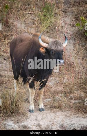 Gaur oder indischer Bison oder bos gaurus Nahaufnahme oder Porträt in der Wintersaison Abendsafari im bandhavgarh Nationalpark Waldtiger Reserve indien Stockfoto