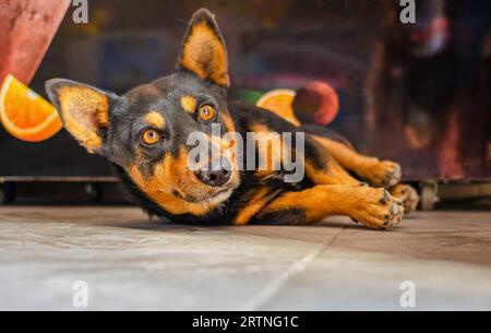 Schwarzer und brauner Hund, der auf dem Boden liegt und auf die Kamera schaut Stockfoto