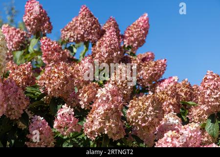 Hortensia paniculata Vanille Fraise auf einem Stamm Stockfoto