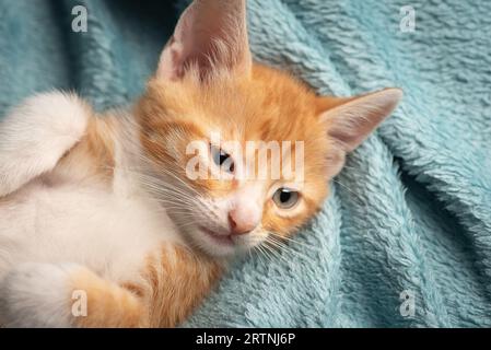 Kleines, verschlafenes, gelb-weißes, entzückendes Kätzchen mit blauen Augen und einem pinkfarbenen Mündungsblatt liegt auf dem Rücken in einer hellblauen weichen Decke. Das Kätzchen ist ti Stockfoto