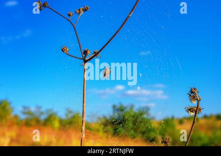 Eine große Spinne sitzt auf einem Netz auf einem trockenen Grashalm vor einem blauen Himmel Stockfoto