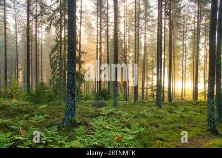 Kiefernwald an einem Waldsee bei Sonnenaufgang in Schweden. Sonnenstrahlen, die durch die Bäume scheinen, leichter Bodennebel. Skandinavische Natur Stockfoto