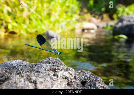 Calopteryx syriaca ist eine Art der Damselfliege in der Familie der Calopterygidae, die allgemein als syrische Demiselle bekannt ist. Sie ist in der südlichen Levante beheimatet Stockfoto