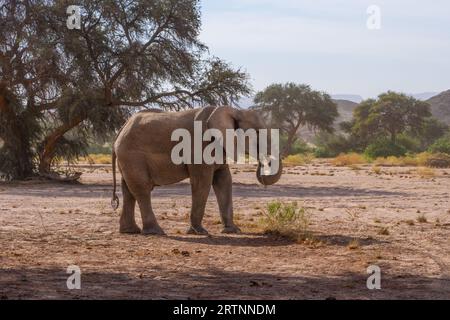 Wüstenelefanten oder an die Wüste angepasste Elefanten sind keine eigenständige Elefantenart, sondern afrikanische Buschwelefanten (Loxodonta africana), die sie gemacht haben Stockfoto