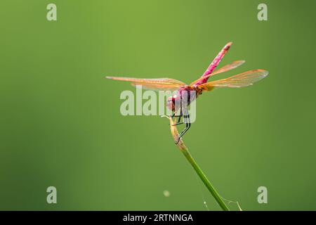 Die Scharlach-Libelle (Crocothemis erythraea) ist eine Libellenart aus der Familie der Libellulidae. Zu den gebräuchlichen Namen gehören breites Scharlach, gebräuchlicher sca Stockfoto