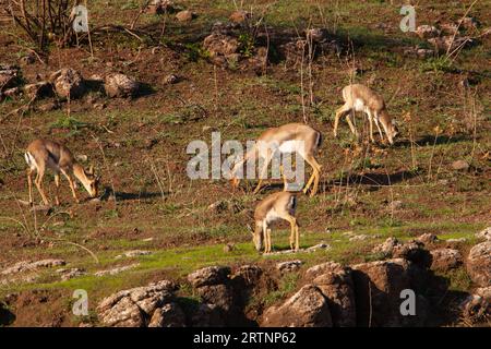 Ein Hörer von Mountain Gazelle (Gazelle). Fotografiert in Israel. Die Berggazelle ist die häufigste gazelle in Israel, die größtenteils in Israel beheimatet ist Stockfoto