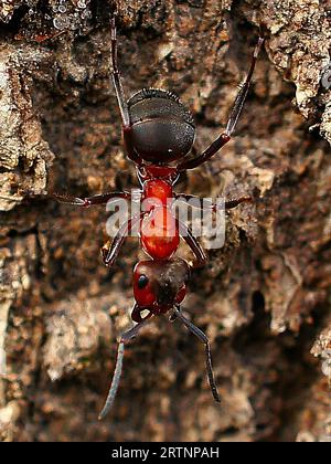 Ameisen sammeln Nahrung in Makroaufnahmen. Die kleinen fleißigen Insekten sind sehr flink. Tierfoto aus der Natur Stockfoto