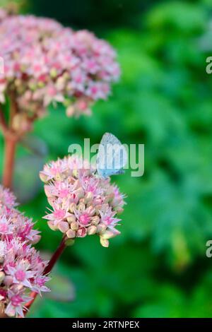 Gemeine Blaue Schmetterlingsfütterung an Sedum spectabile Gartenpflanze Stockfoto