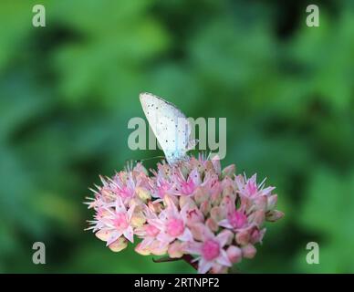 Gemeine Blaue Schmetterlingsfütterung an Sedum spectabile Gartenpflanze Stockfoto