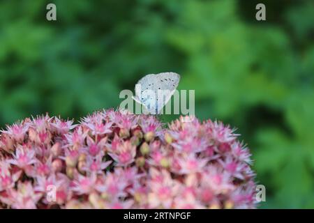 Gemeine Blaue Schmetterlingsfütterung an Sedum spectabile Gartenpflanze Stockfoto
