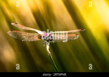 Die Scharlach-Libelle (Crocothemis erythraea) ist eine Libellenart aus der Familie der Libellulidae. Zu den gebräuchlichen Namen gehören breites Scharlach, gebräuchlicher sca Stockfoto