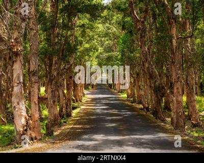 Blick auf eine Allee mit Papierrindenbäumen auf der Insel Mauritius Stockfoto