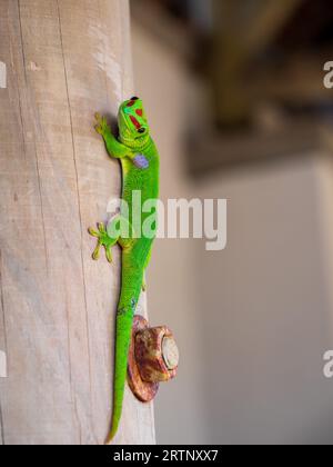 Ein wunderschöner, grün verzierter Tag Gecko, der auf einer Holzstange auf Mauritius klettert Stockfoto