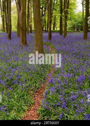 Ein Waldweg durch einen Teppich aus Blauglocken auf dem Boden eines Waldes in der englischen Landschaft Stockfoto