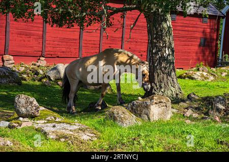 Stensjö by ist ein Dorf und Kulturreservat in Smaland bei Oskarshamn, Kalmar län, Schweden, das im frühen 19. Jahrhundert erhalten wurde. Stockfoto