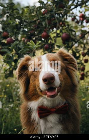 Ein brauner Hund mit fröhlichem Gesicht, ein Nahporträt. Charmante australische Shepherd rote Trikolore im Sommer draußen in der Nähe eines Apfelbaums. Aussie ist ein Hap Stockfoto