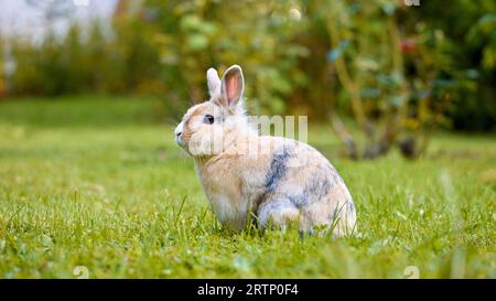 Weißer brauner Babyhase, der im Gras steht und die Kamera betrachtet, mit unscharfer Natur im Hintergrund. Ostertier-Neugeborene-Häschen-Konzept. JA Stockfoto