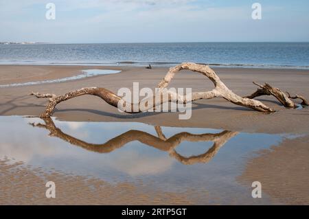 Reflexion eines Stücks Treibholz in einer Pfütze am Strand an einem sonnigen Tag in Driftwood Beach, Jekyll Island, Georgia Stockfoto
