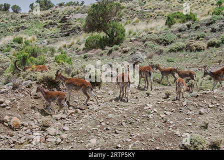 Der Äthiopische oder Walia-Steinbock, Capra Walie, lebt in großen Höhen und ist eine endemische Art in den simien-Bergen im Norden Äthiopiens, Afrika. Stockfoto