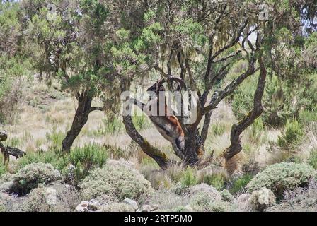 Der Äthiopische oder Walia-Steinbock, Capra Walie, lebt in großen Höhen und ist eine endemische Art in den simien-Bergen im Norden Äthiopiens, Afrika. Stockfoto