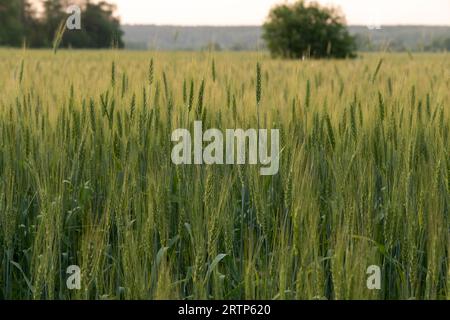 Auf dem Feld wachsende Gerste mit zwei Rudern oder Hordeum distichon Stockfoto