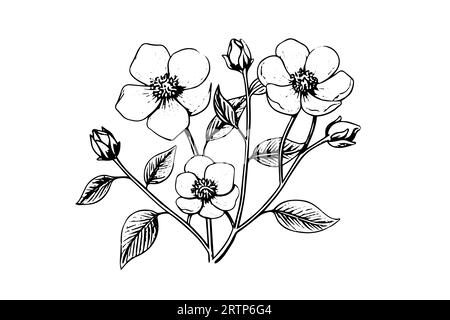 Rosa Canina Blume Hand gezeichnete Tusche Skizze. Gravurstil Vektorillustration. Stock Vektor