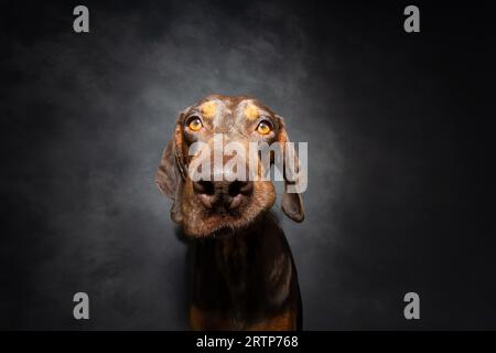 Porträt Nahaufnahme Doberman Welpe Hund macht ein lustiges Gesicht. Isoliert auf grauem Backgorund Stockfoto