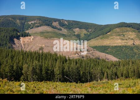 OREGON, USA – Freischnitt im Mount Hood National Forest, östlich von Lost Lake. Stockfoto
