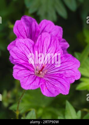 Rosa Blume der lang blühenden, hartnäckigen, ausdauernden Geranie, Geranium sanguineum „Tiny Monster“ Stockfoto