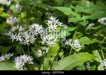 Allium ursinum bekannt als Knoblauch, Ramson, Cowleekes, Buckrams, breitblättriger Knoblauch, im Holz wachsen Knoblauch- und Bärenlauchpflanzen. Wilder Kräuterwit Stockfoto