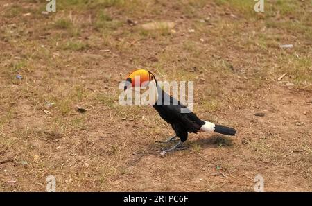 toucan mit Schnabel auf dem Boden draußen. toucan mit Schnabel in Wildtieren. toucan-Vogel Stockfoto