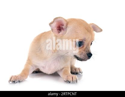 Little Chihuahua vor weißem Hintergrund Stockfoto