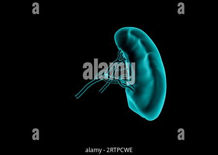 3D-Illustration einer realistischen Röntgensimulation der menschlichen Milz isoliert auf Schwarz Stockfoto