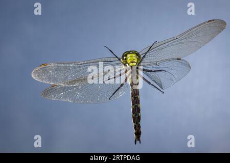 Blaugrüner Mosaikjungfer, Blaugrüner-Mosaikjungfer, Weibchen, Flug, Flugbild, Fliegend, Aeshna cyanea, Aeschna cyanea, blau-grüner Darner, Southern aeshn Stockfoto