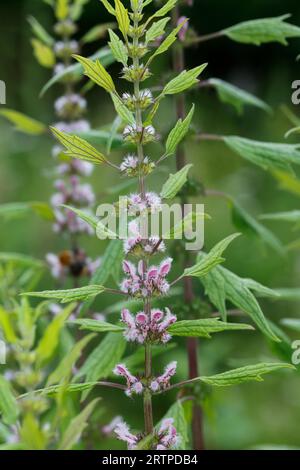 Gesundes Herzgespann, echtes Herzgespann, Herzgespann, Löwenschwanz, Herzspannkraut, Leonurus cardiaca, Mutterkraut, Wurfkraut, Löwenohr, Löwenohr, Löwenohr Stockfoto