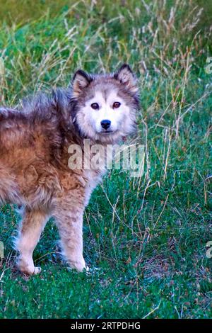 Obdachloser, verlassener streunender Hund mit sehr traurigen, intelligenten Augen. Stockfoto