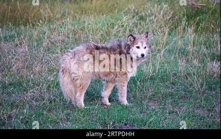 Obdachloser, verlassener streunender Hund mit sehr traurigen, intelligenten Augen. Stockfoto