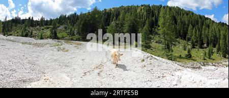 Weiße Kuh grast in den Bergen, die im Sommer auf dem trockenen Bett des trockenen Flusses spazieren Stockfoto