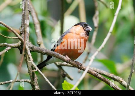 Männlicher Eurasischer Bullfinch, Pyrrhula pyrrhula, Sussex, UK Stockfoto