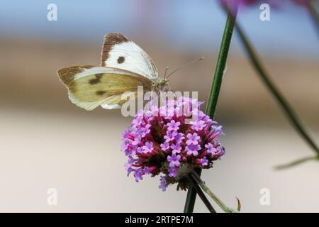 Großer weißer Schmetterling, Pieris Brassicae, Fütterung einer Verbena-Pflanze, Sussex, Großbritannien Stockfoto