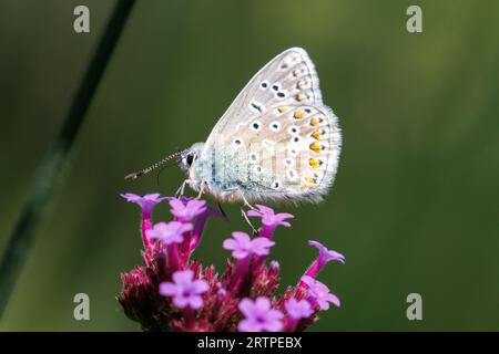 Common Blue Butterfly, Polyommatus icarus, Sussex, UK Stockfoto
