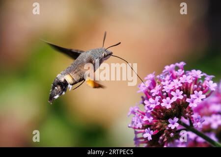 Kolibri-Falke, Macroglossum stellatarum, ernährt sich von einer Verbena-Blume Stockfoto