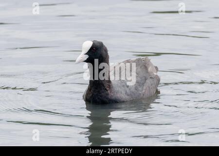 Cot, Fulica atra, Schwimmen auf dem Wasser, Sussex, Großbritannien Stockfoto