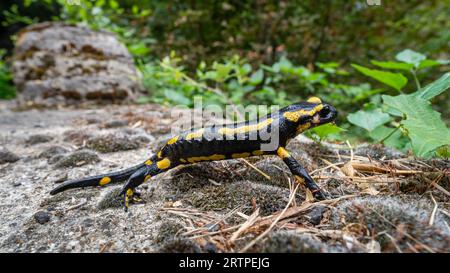 Nahaufnahme des schwarzen und gelben Feuersalamander oder Salamandra Salamandra, isoliert auf moosigem Felsen draußen in der Wildnis Stockfoto