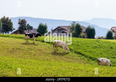 2 Kühe grasen auf der Almwiese Stockfoto