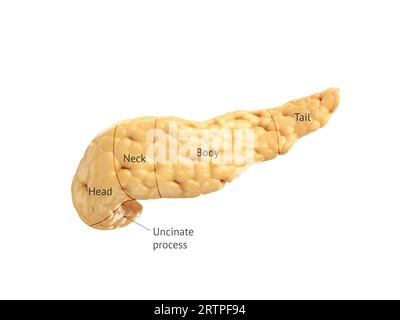 Anatomisch genaue Darstellung der menschlichen Bauchspeicheldrüse, die auf Weiß isoliert ist, mit korrekten Beschriftungen. 3D Rendern Stockfoto