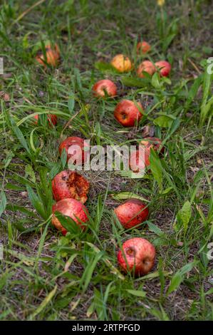 Verfaulter Apfel auf dem Boden, Tiroler Apfel, Südtirol, Italien Stockfoto